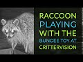 A Raccoon Plays with the Bungee Toy at CritterVision!