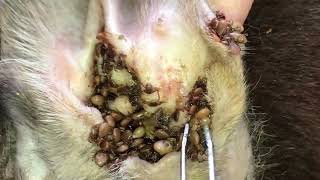 [問卦] 有什麼比tick on dog更療癒的影片？