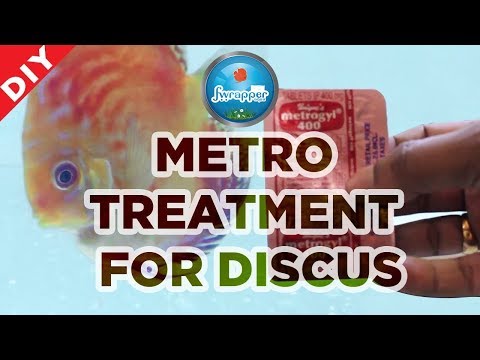 Treat Sick Fish || Metro Treatment Discus Fish || HEX Treatment || Deworming Fish ||