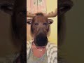JUST MOOSIN AROUND