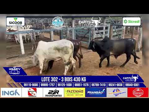 LOTE 302 -  3 BOIS 430 KG  - CAPITU LEILÕES  01/05/2025 - TUPACIGUARA MG🐂