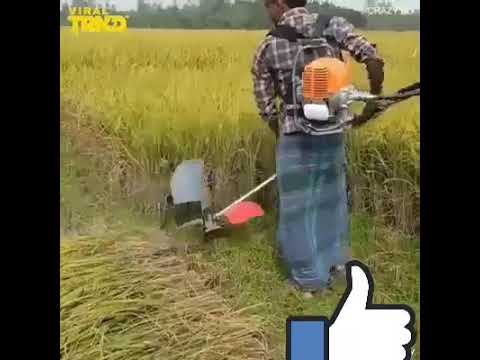 Naashdaa baareeduu baariinootaa caaqaasaa 🌿🌿🌿🌿🌿🌿🌿🌿🌿🌿☝