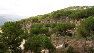 preview picture of video 'Lebanon - Pine trees by Tariq Mahfouz'