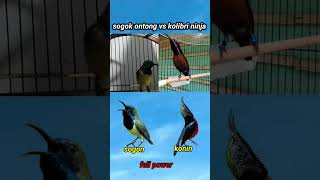 Download lagu ADU VOLUME DAN KEUNIKAN KOLIBRI NINJA VS SOGOK ONTONG mp3
