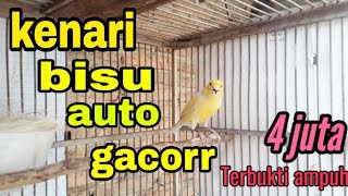 Download lagu Suara Kenari Betina Memancing Kenari Jantan Supaya Gacor | Pancingan Suara Betina, Kenari Betina mp3