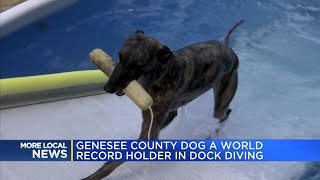 Genesee County dog a world record holder in dock diving