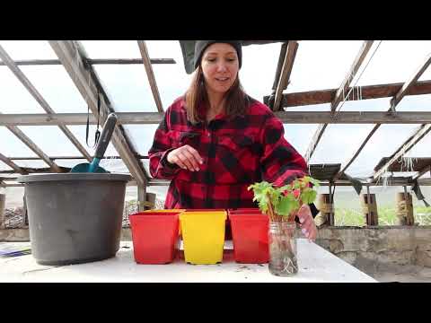 Propagation of vines in water