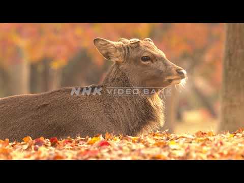 NHK VIDEO BANK - The Beauty of Autumn in Nara Park