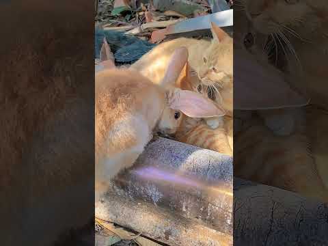 Amazing Tricks to Entertain Your Beloved Cats! 😍😺 (with 5 Fun Hashtags)