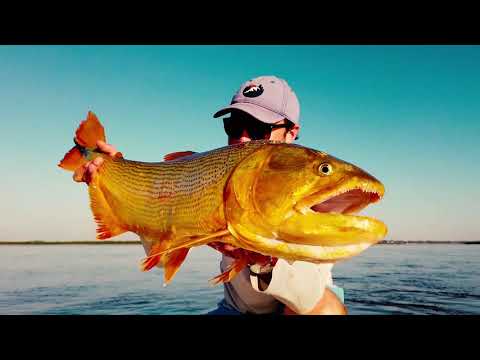 PRO #1 - Paraná River Outfitters - Golden Dorado Fly fishing stories