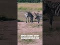 Deep into the wild: Beautiful Zebras