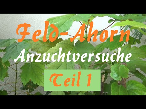 Feld-Ahorn Anzuchtversuche Teil 1 #plants #schweiz #selberziehen
