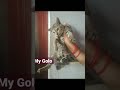 Cat Funny Whatsapp Status