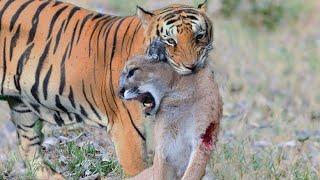 Tiger Vs Mountain Lion Puma (Cougar) Comparasion - PITDOG