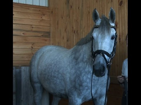 Thumbnail for SOLD!!!!!! A/A Solid 3rd Level Dressage - 9 Year Old 15.2 h Holsteiner Mare- $28,000 Parker, CO by lovin', Bronz, Ride