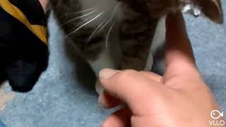 猫飼うとこうなってします(o^O^o)