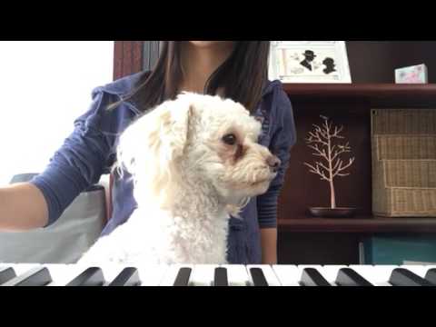 The Force is strong with this dog