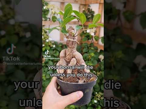 IKEA bonsai #shorts #plants #art #bonsai #natura #nature #arte #bonsailife #bonsaitree #ikea