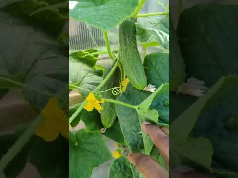 , title : 'Growing cucumbers on a trellis  |Quick tips|  #cucumbers'