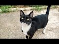 Tuxedo Cat Meowing Very Loudly And Moving So Much For Food