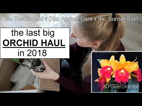 Last big orchid haul in 2018!