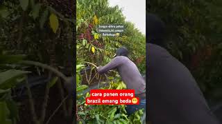 Download lagu cara petani brazil panen kopi#coffeetime #petanikopi #shorts mp3