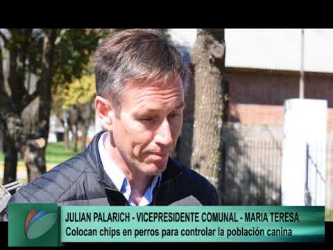 CHIP PERROS   MARIA TERESA