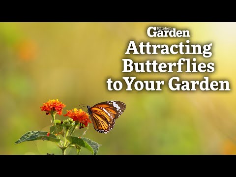 Attracting Butterflies to your Garden