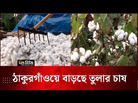 ঠাকুরগাঁওয়ে বাড়ছে তুলার চাষ
