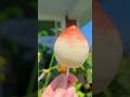 Make the Viral Japanese Peach Ice Cream at home 🍑