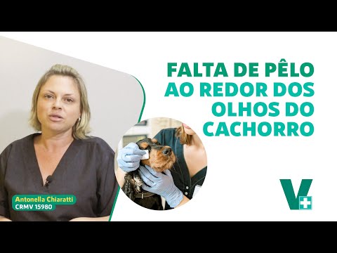 My dog ​​has no hair around his eyes, what could it be?