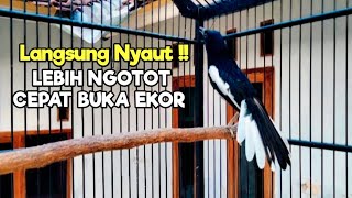 Download lagu TERAPI KACER GACOR ISIAN ATASI KACER MACET BUNYI LANGSUNG NYAUT, LEBIH NGOTOT & CEPAT BUKA EKOR mp3 Download lagu TERAPI KACER GACOR ISIAN ATASI KACER MACET BUNYI LANGSUNG NYAUT, LEBIH NGOTOT & CEPAT BUKA EKOR mp3