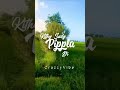 WhatsApp Status Kithy Giya Pind Diya Taaliya Ty Bairiya Crazzy Vibe Shorts Youtubeshorts