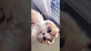 Download lagu hah kucing Vidio col ?? mp3 Download lagu hah kucing Vidio col ?? mp3