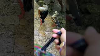 🇨🇴 Travelogue- duck attack #colombia #cartagena #duck #funny #omg