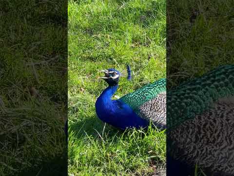 Yelling Peacock Sound