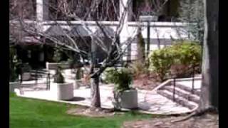 Fortunate Fool (The New Amsterdams)