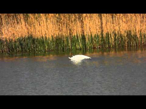 Baltile de la Zvoristea