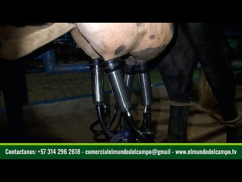 GANADERIA EL JORDAN CAPITULO 2   TAMARA   CASANARE