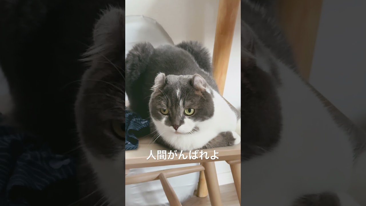 仕事に行くときにお見送る #猫のいる暮らし