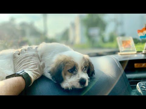 Bolt’s Homecoming!!