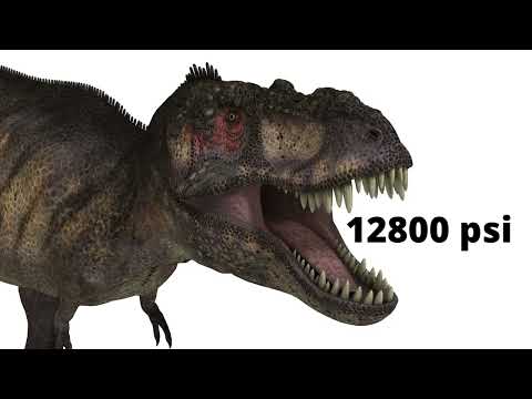 Dinosaurs And Modern Animals Compared - Size, Speed, Bite Force