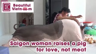 Beautiful Vietnam | Saigon woman raises a pig for love, not meat | VnExpress International
