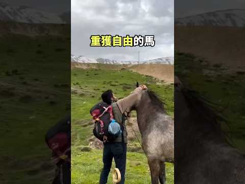 奔向自由迎來新生的打工馬！#趣味科普 #趣聞