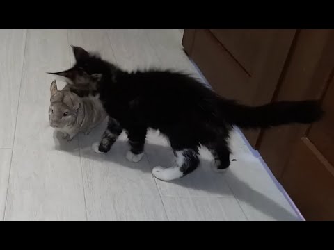 Maine coon and chinchilla live together
