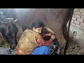 Cow Milk Cow Milking Milk Cow Cow Milking By Hand Village Cow Milking By Hand