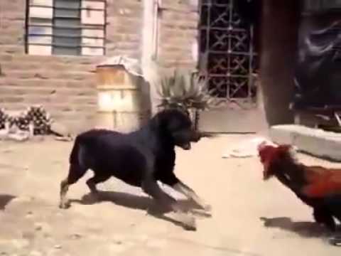 ٢٦ ديسمبر، ٢٠١٥