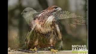 preview picture of video 'Falconry Photo Experience Day'