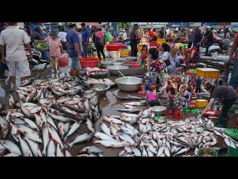 Cambodian Fish Market Tours In Morning - Massive Alive Fish, Dry Fish, Seafood & More In Fish Market