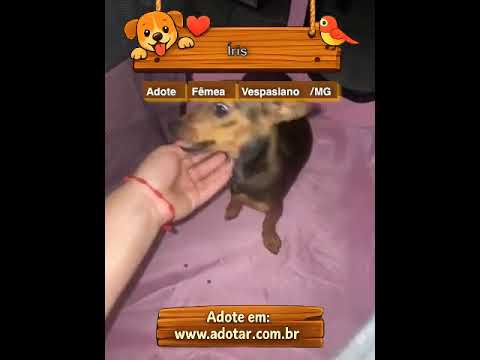 Vídeo de Íris
